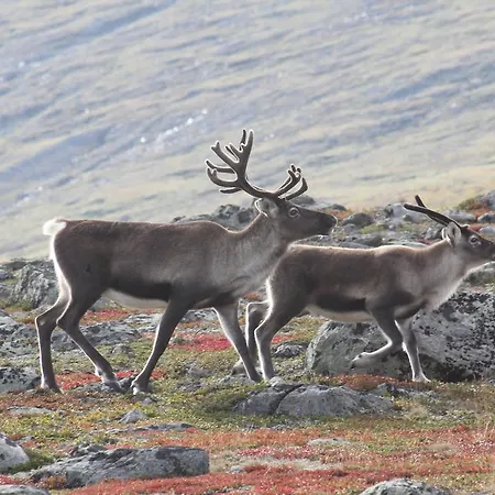 Jotunheimen Adventure *